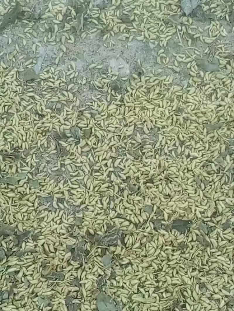 全州金槐米