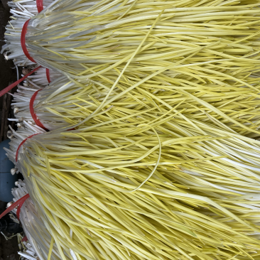 山东头茬精品蒜黄只卖精品对应各大市场批发超市饭店