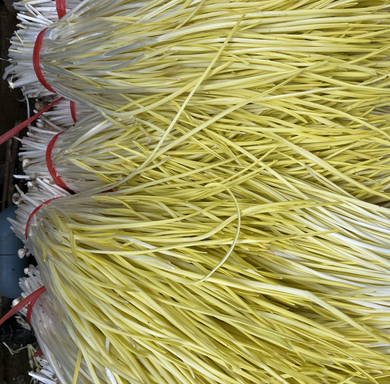 山东头茬精品蒜黄只卖精品对应各大市场批发超市饭店