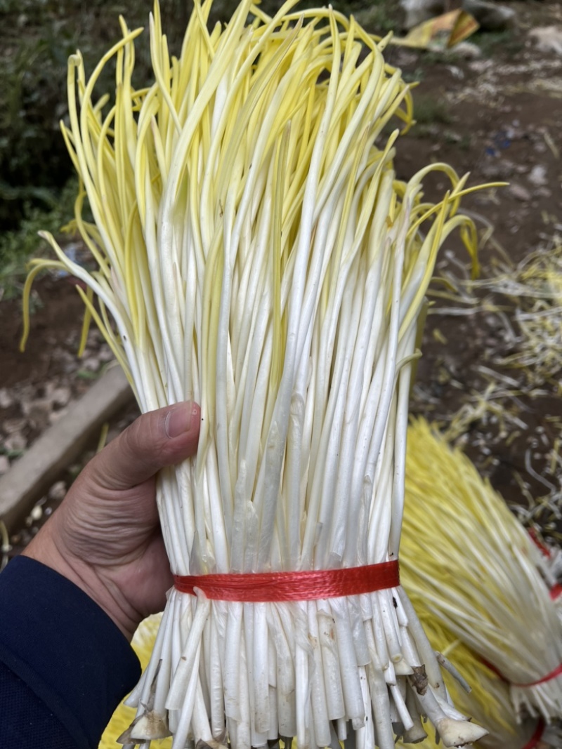 山东头茬精品蒜黄只卖精品对应各大市场批发超市饭店