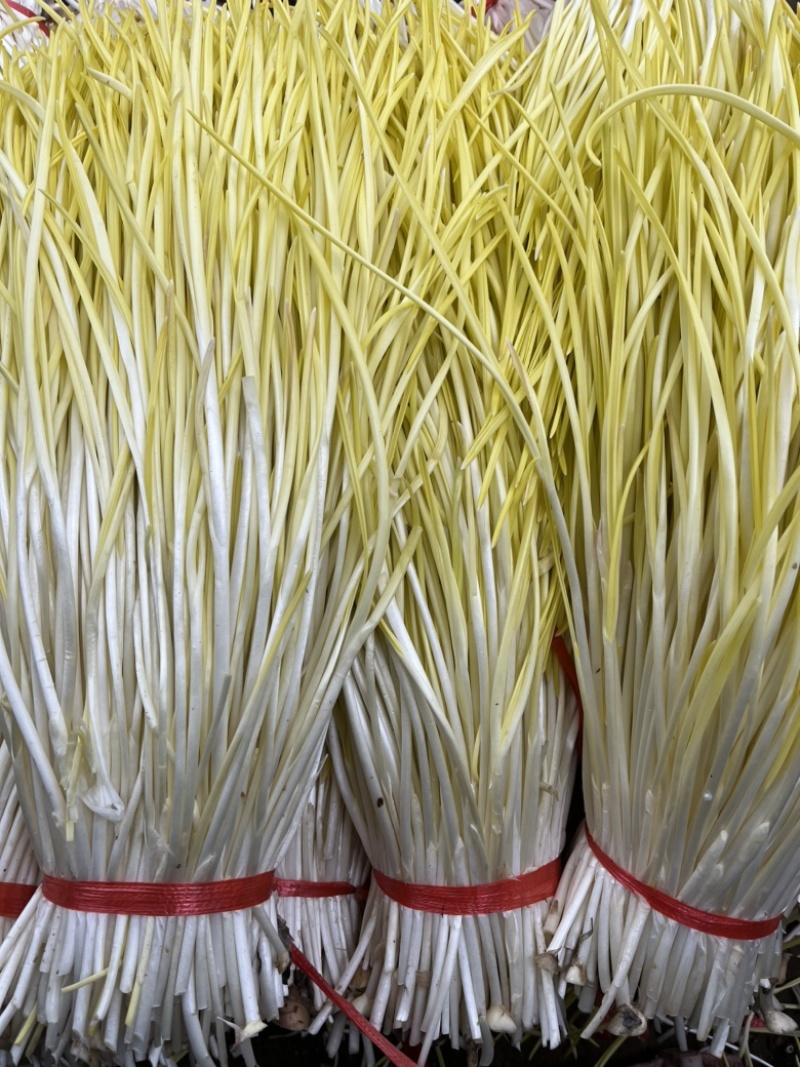 山东头茬精品蒜黄只卖精品对应各大市场批发超市饭店