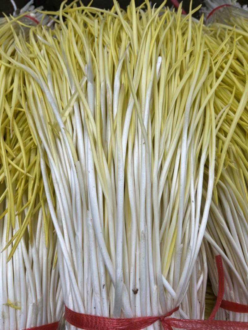 山东头茬精品蒜黄只卖精品对应各大市场批发超市饭店