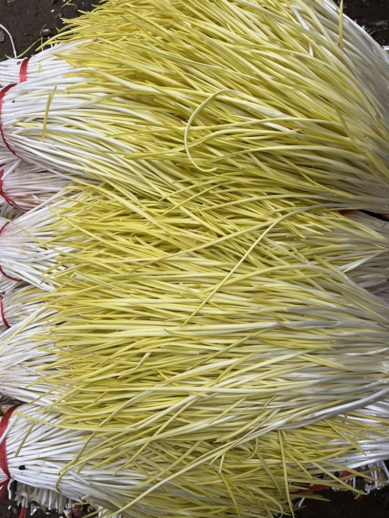 山东头茬精品蒜黄只卖精品对应各大市场批发超市饭店