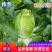 【推荐】精品夏邑白菜黄心白菜夏阳白菜大量上市