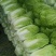 【推荐】精品夏邑白菜黄心白菜夏阳白菜大量上市