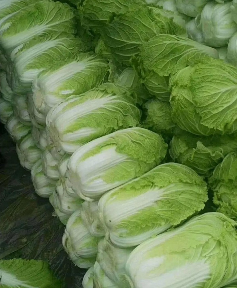 【推荐】精品夏邑白菜黄心白菜夏阳白菜大量上市