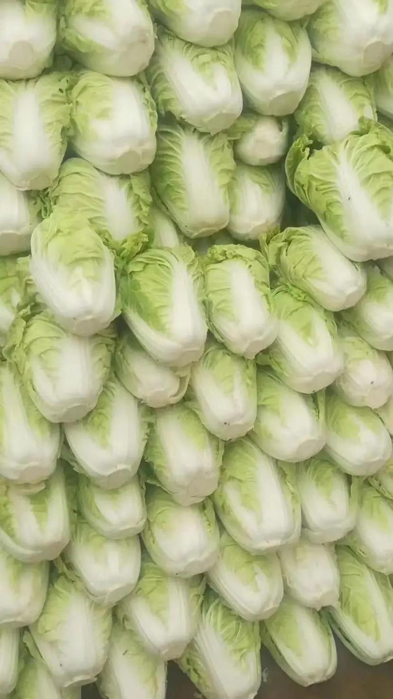【推荐】精品夏邑白菜黄心白菜夏阳白菜大量上市