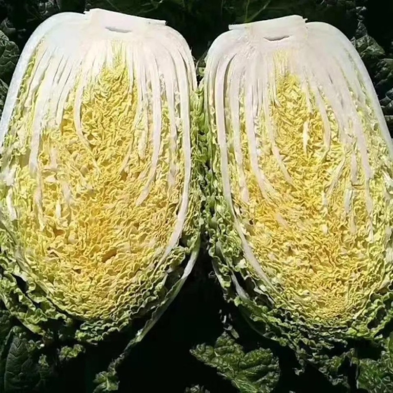 【推荐】精品夏邑白菜黄心白菜夏阳白菜大量上市