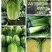 【推荐】精品夏邑白菜黄心白菜夏阳白菜大量上市