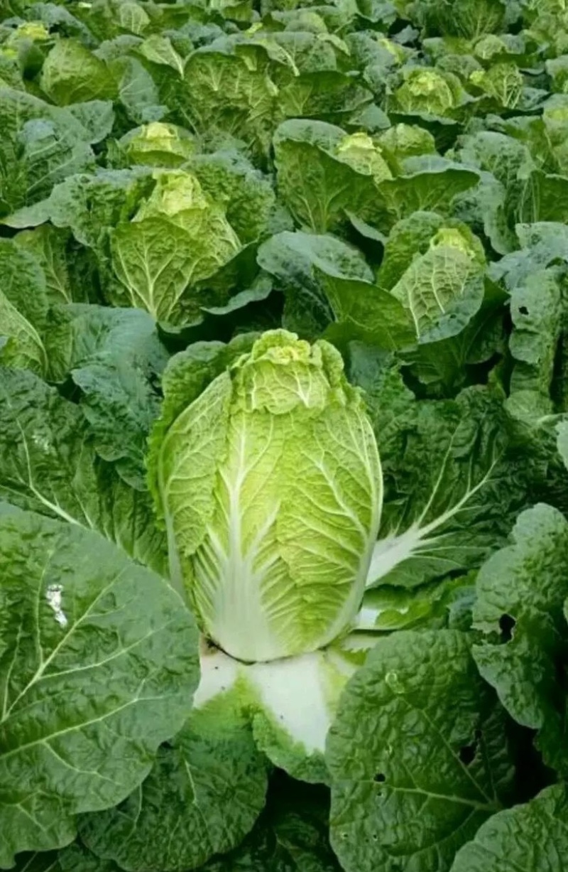 【推荐】精品夏邑白菜黄心白菜夏阳白菜大量上市