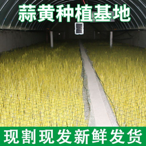 精品头茬蒜黄专业种植干净卫生高产量源头发货