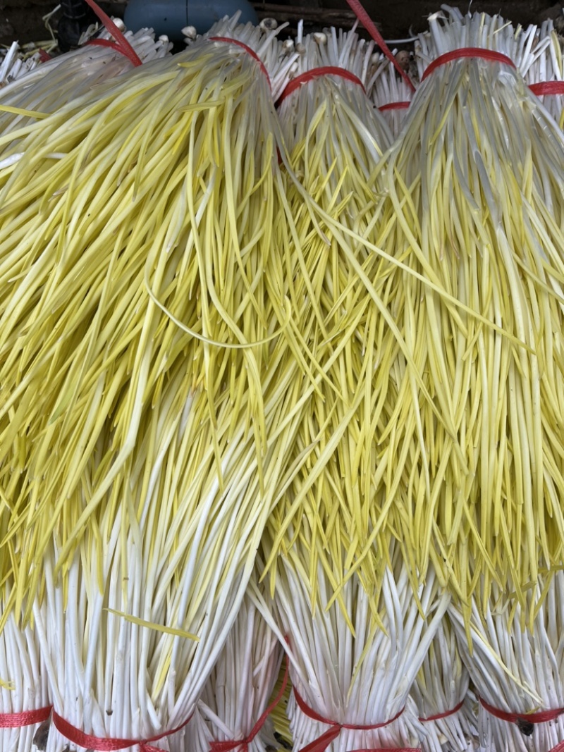 精品头茬蒜黄专业种植干净卫生高产量源头发货