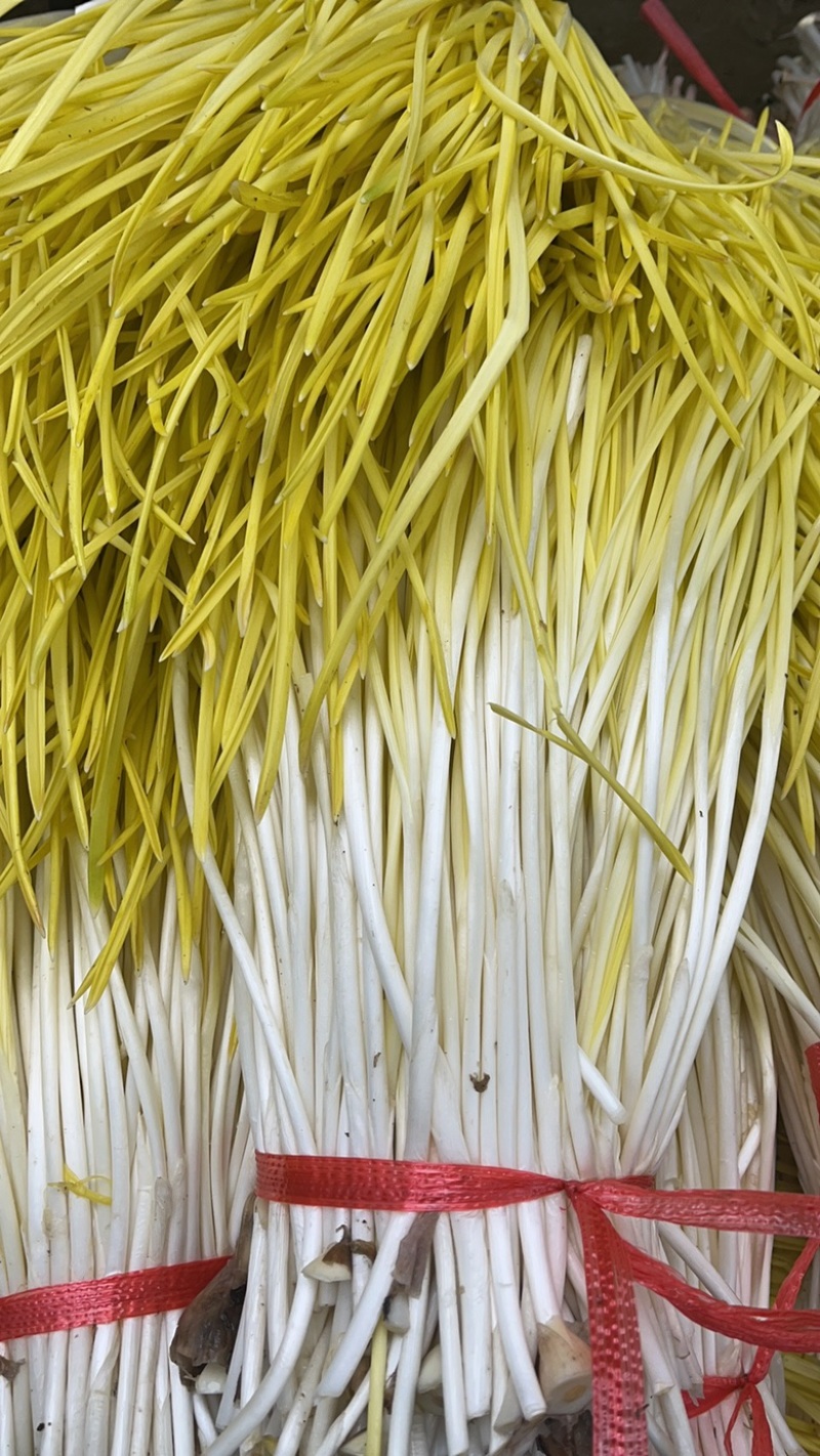 精品头茬蒜黄专业种植干净卫生高产量源头发货