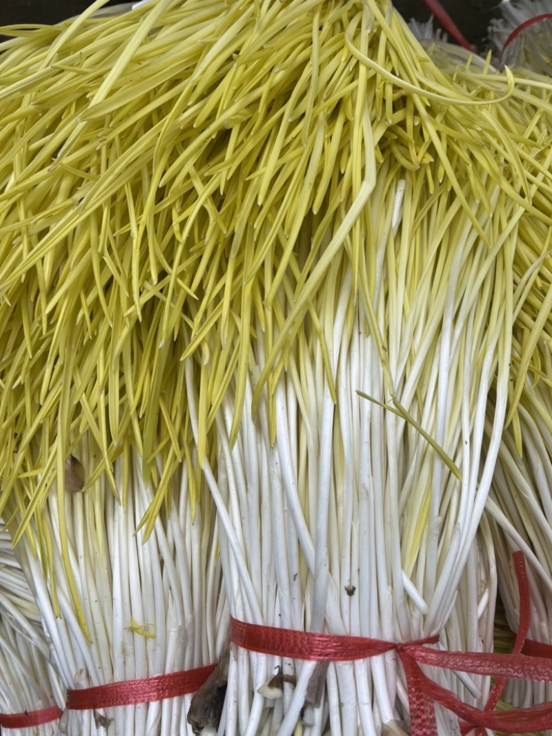 精品头茬蒜黄专业种植干净卫生高产量源头发货