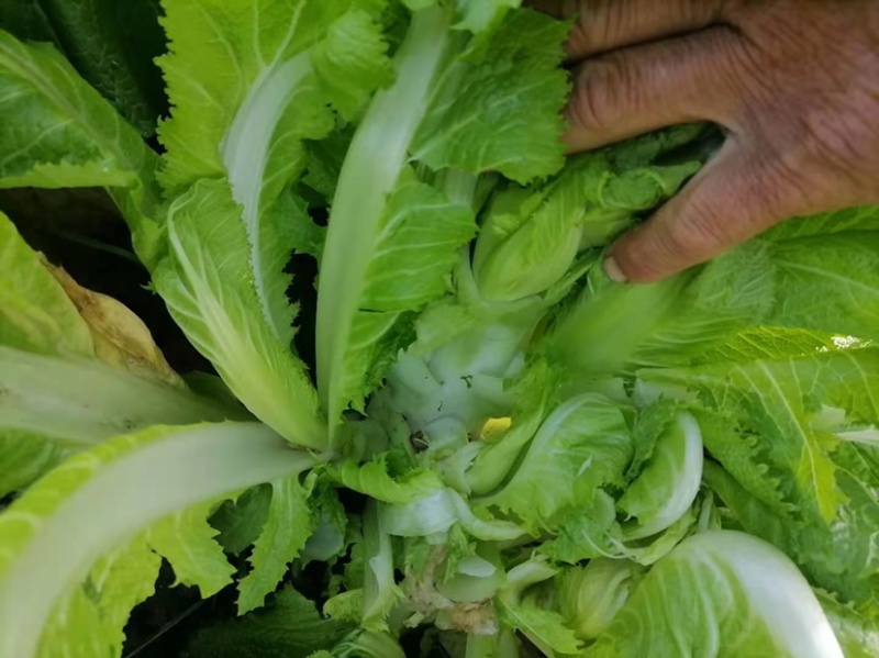 儿菜