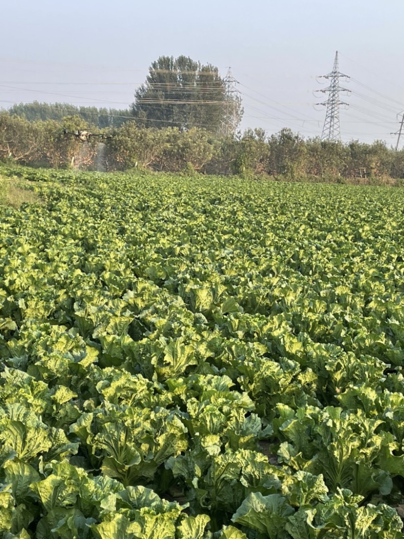 大量黄芯菜，杠菜上市
