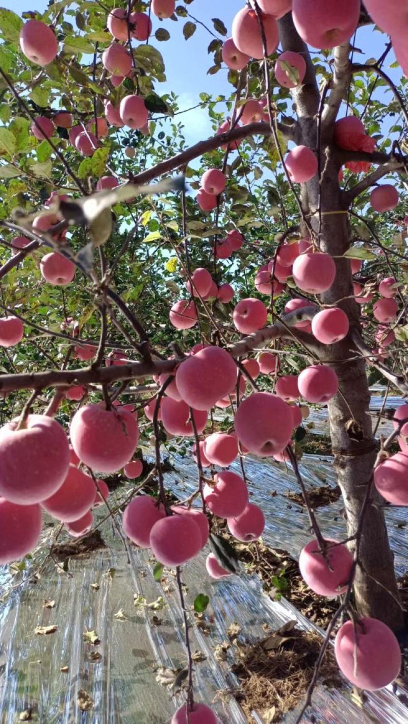 纸袋富士，条纹的，片红的，