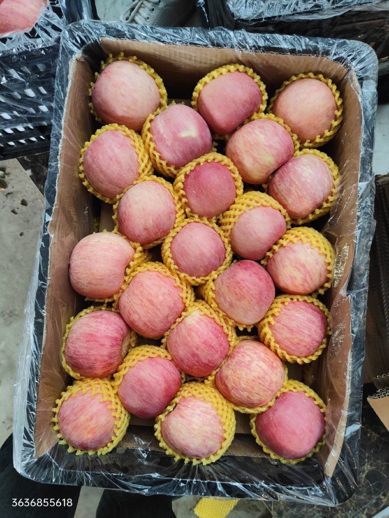 纸袋富士，条纹的，片红的，