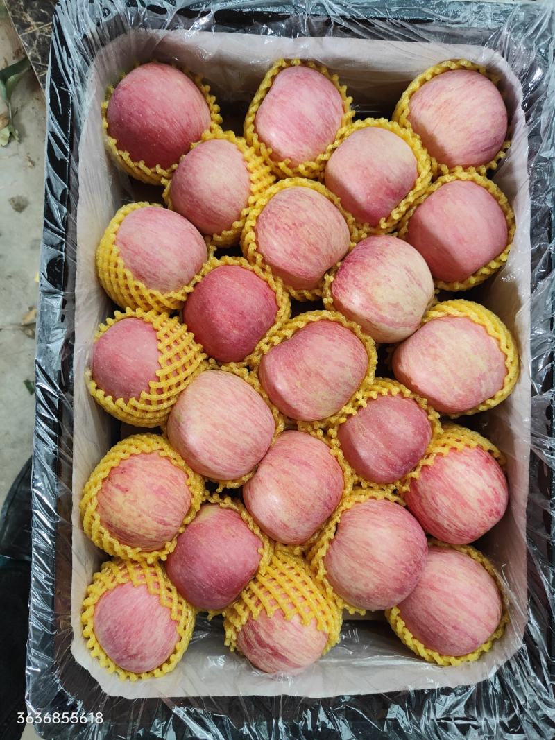 纸袋富士，条纹的，片红的，