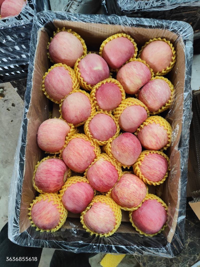 纸袋富士，条纹的，片红的，