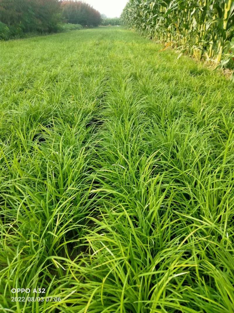 河北定州细叶麦冬草丹麦草草坪玉龙草庭院绿化矮麦冬杯苗