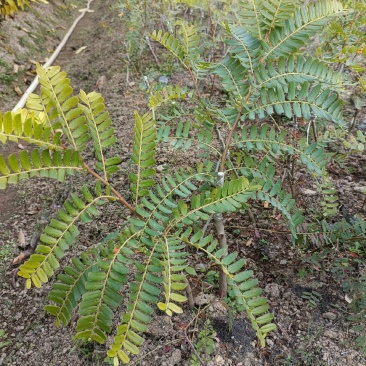 油甘果苗潮汕嫁接崩坎狮头甜种油甘苗柿饼甜油甘果树苗四