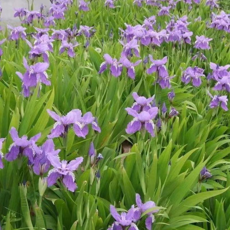 河北定州蓝花鸢尾黄花水生鸢尾多年生花卉盆栽庭院绿化