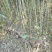 【牛商推荐】云杉/绿化/松树/乔灌木/绿化松树,欢迎采购