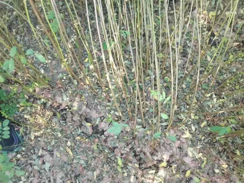 【牛商推荐】云杉/绿化/松树/乔灌木/绿化松树，欢迎采购