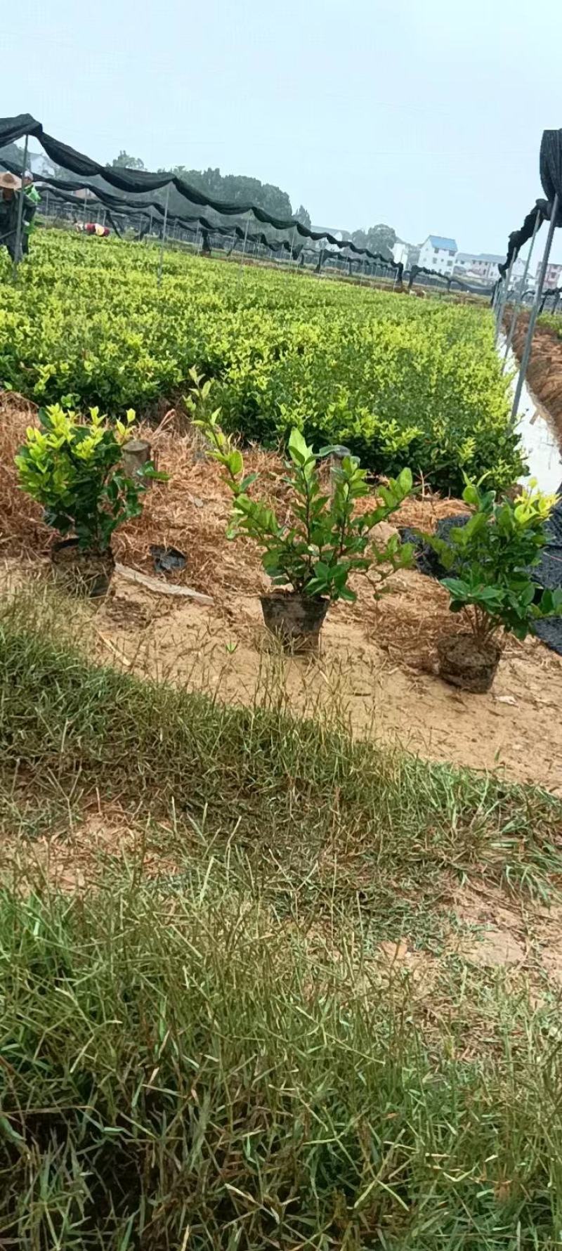 大杯金森女贞基地现货各种规格齐全欢迎新老顾客选购