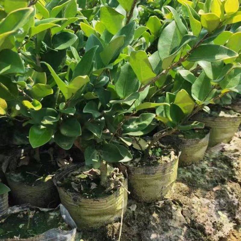 大杯金森女贞基地现货各种规格齐全欢迎新老顾客选购