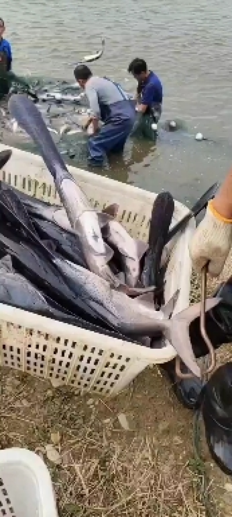 长年供应鸭嘴鲟，精养山泉水养殖，品质保证