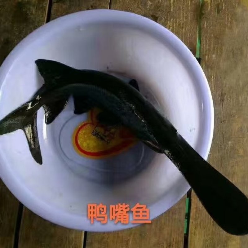 长年供应鸭嘴鲟，精养山泉水养殖，品质保证