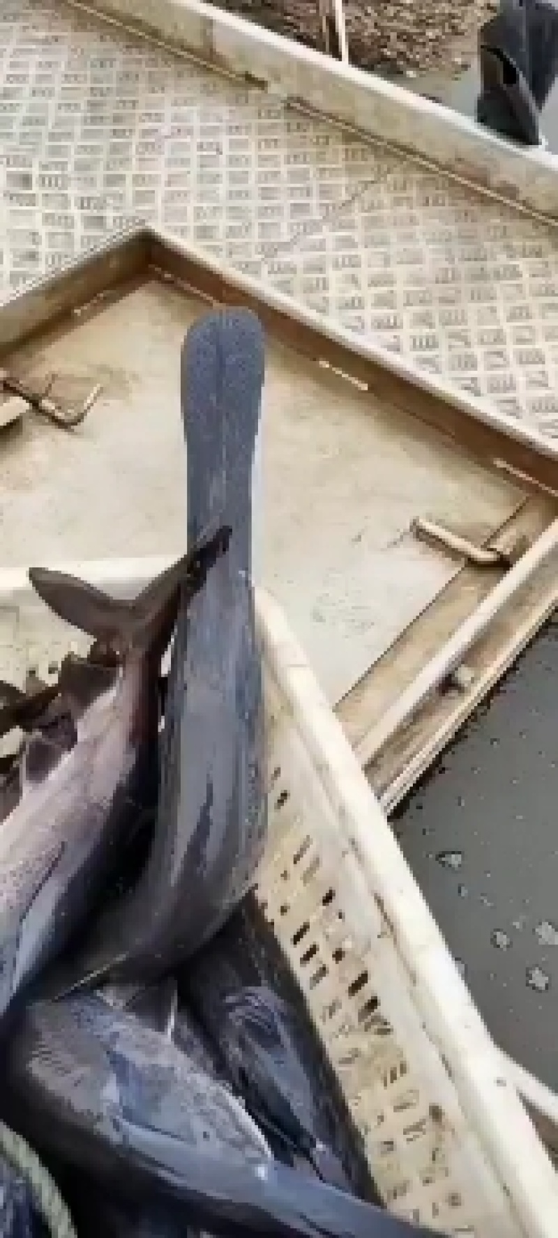 长年供应鸭嘴鲟，精养山泉水养殖，品质保证