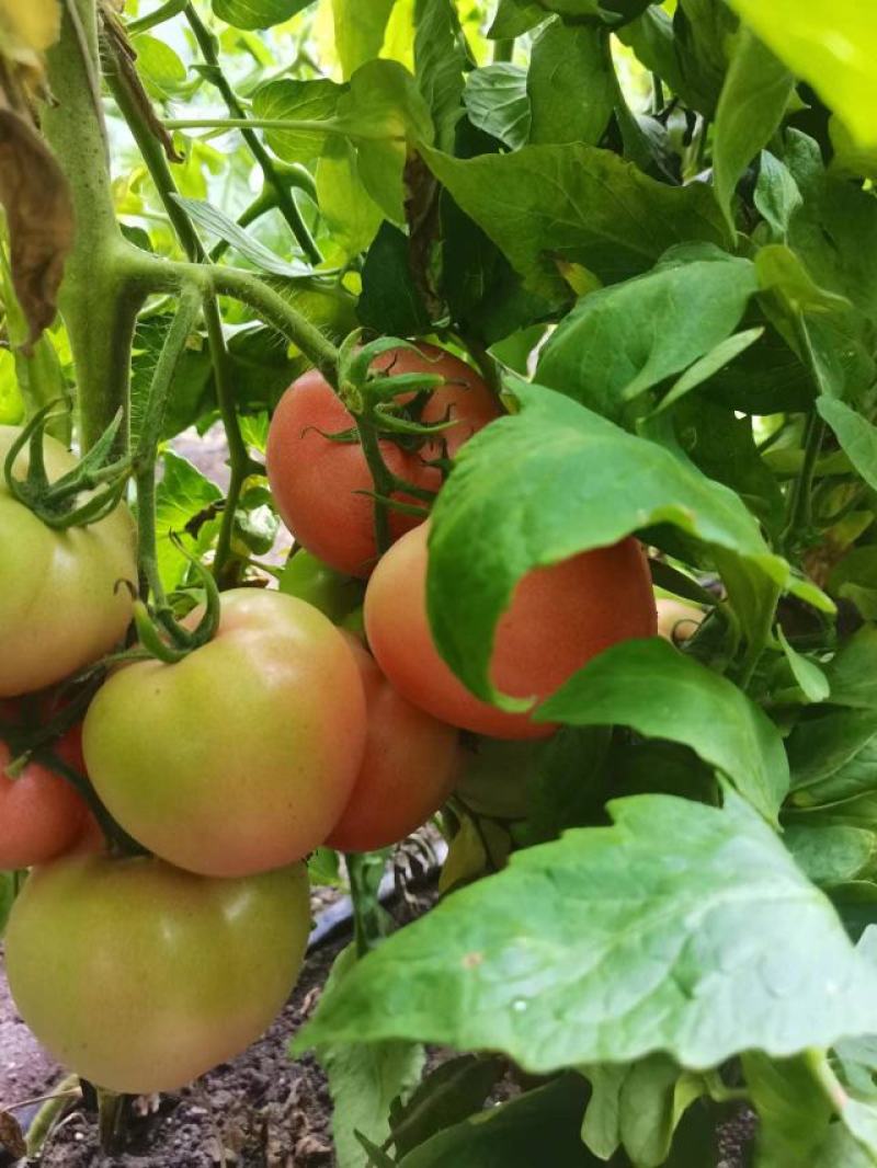 西红柿，黄瓜，芹菜，花菜，角瓜等各种蔬菜大量有货发全国
