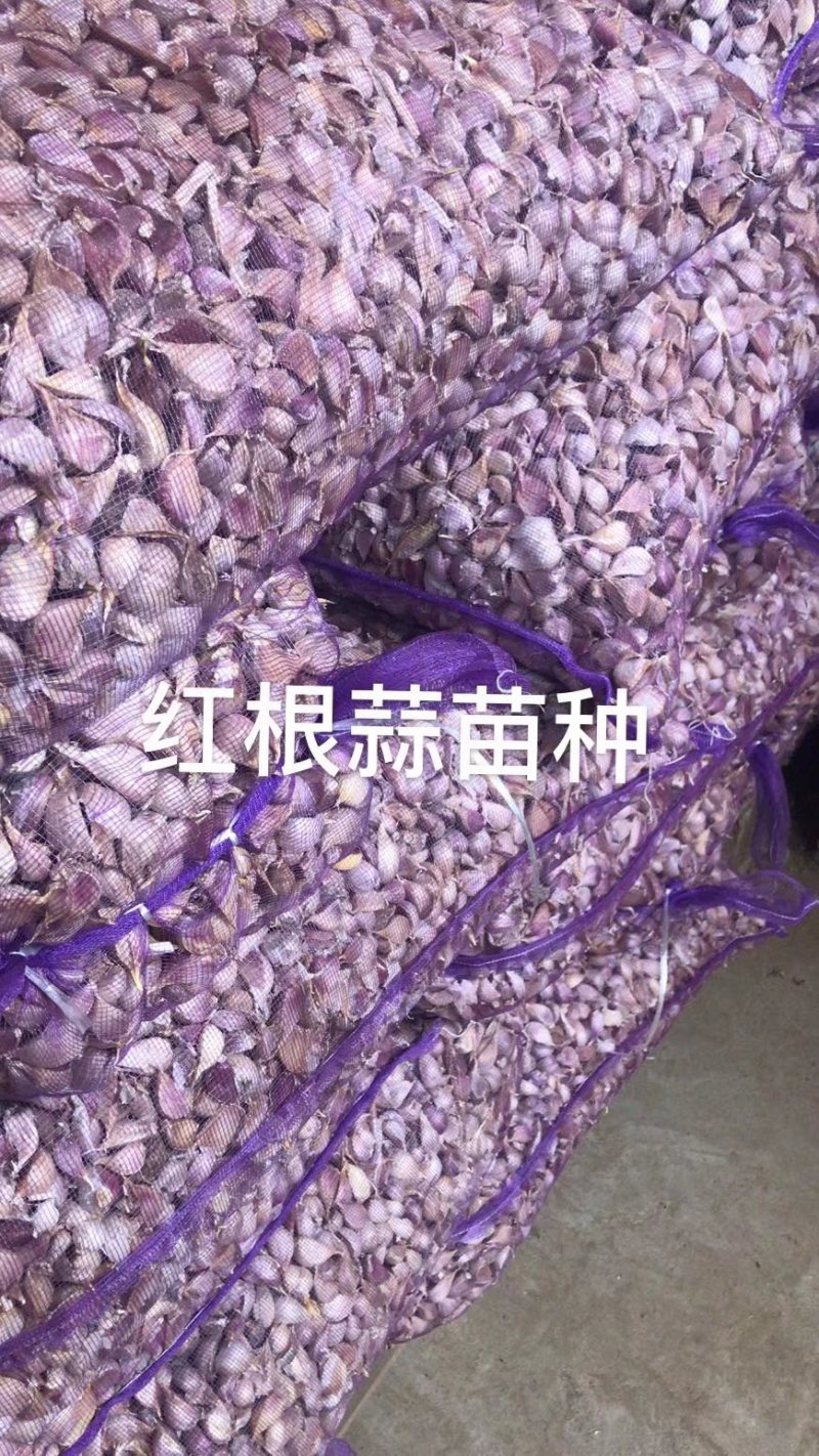 四川隆丰蒜种正月早蒜种寒蒜种子早熟抗寒出苔早