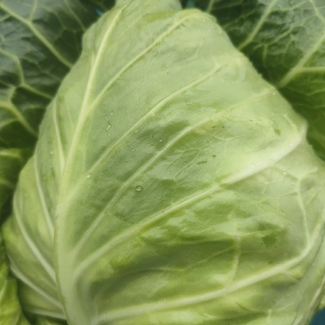 精品牛心菜