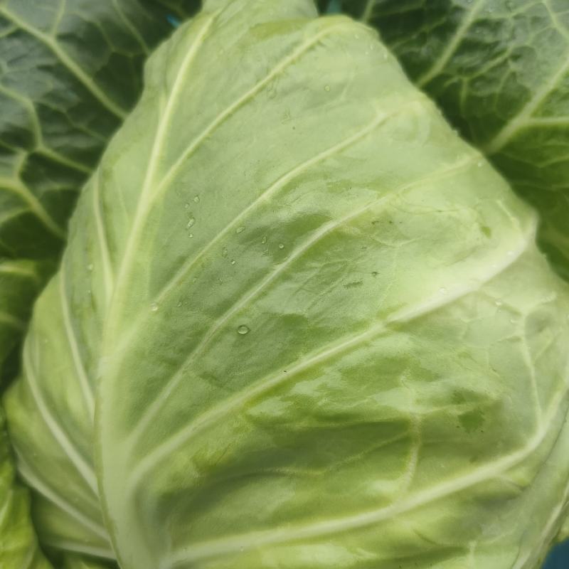精品牛心菜