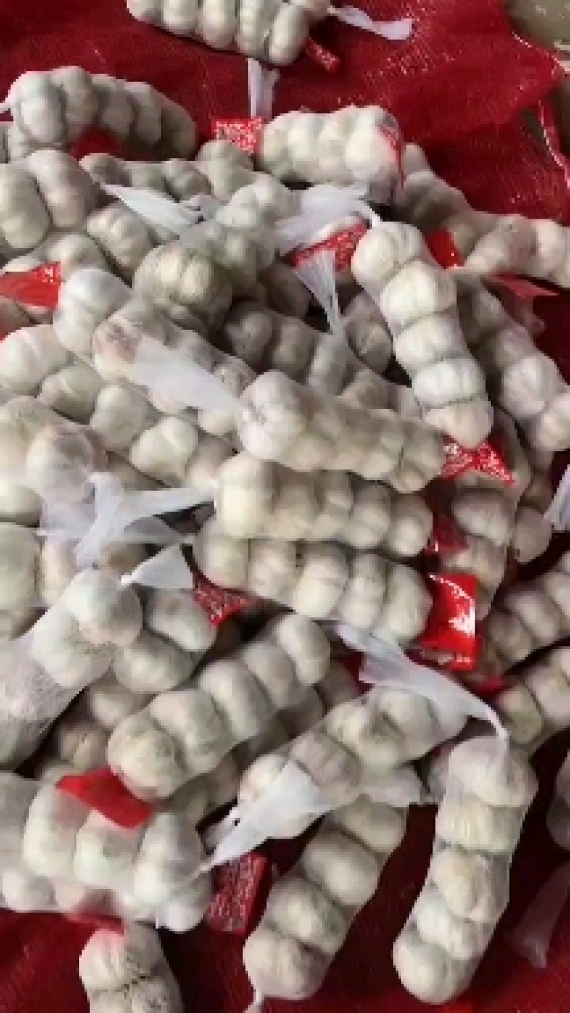 金乡大蒜紫皮大蒜一手货源，常年代收代存，按需包装