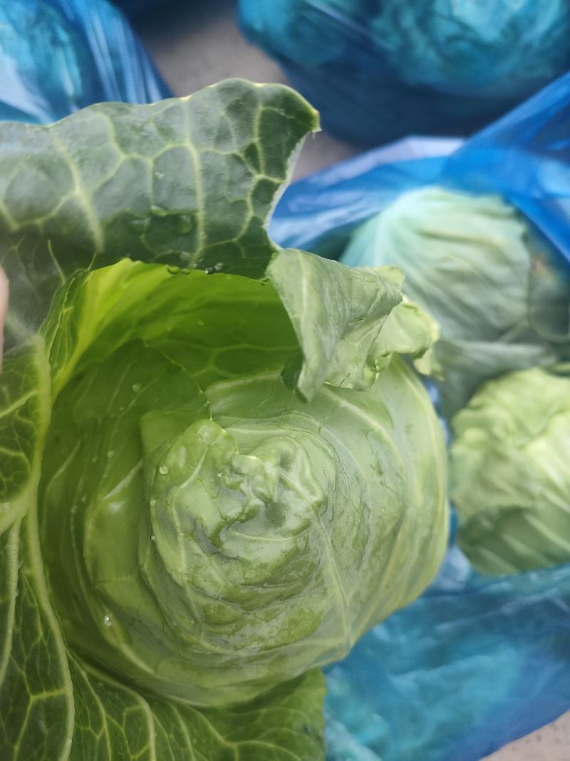 精品牛心菜