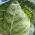 精品牛心菜