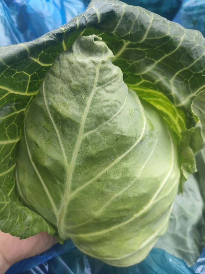 精品牛心菜