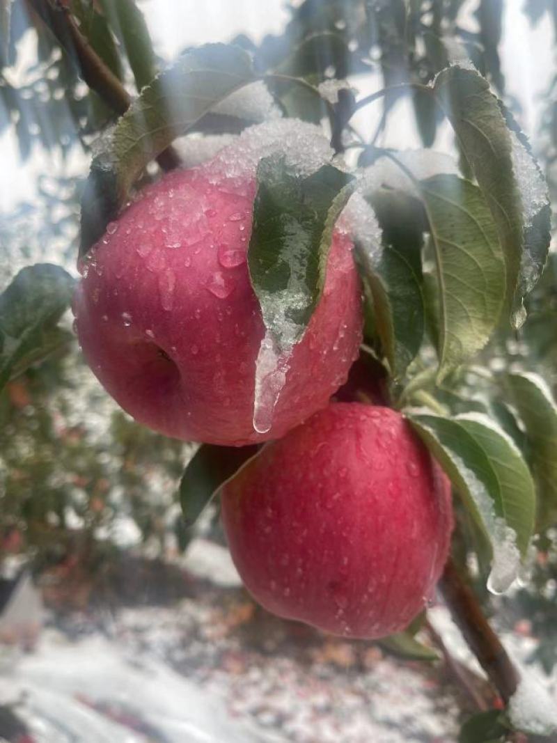 优质苹果精品寒富苹果皮毛亮果面干净产地一手