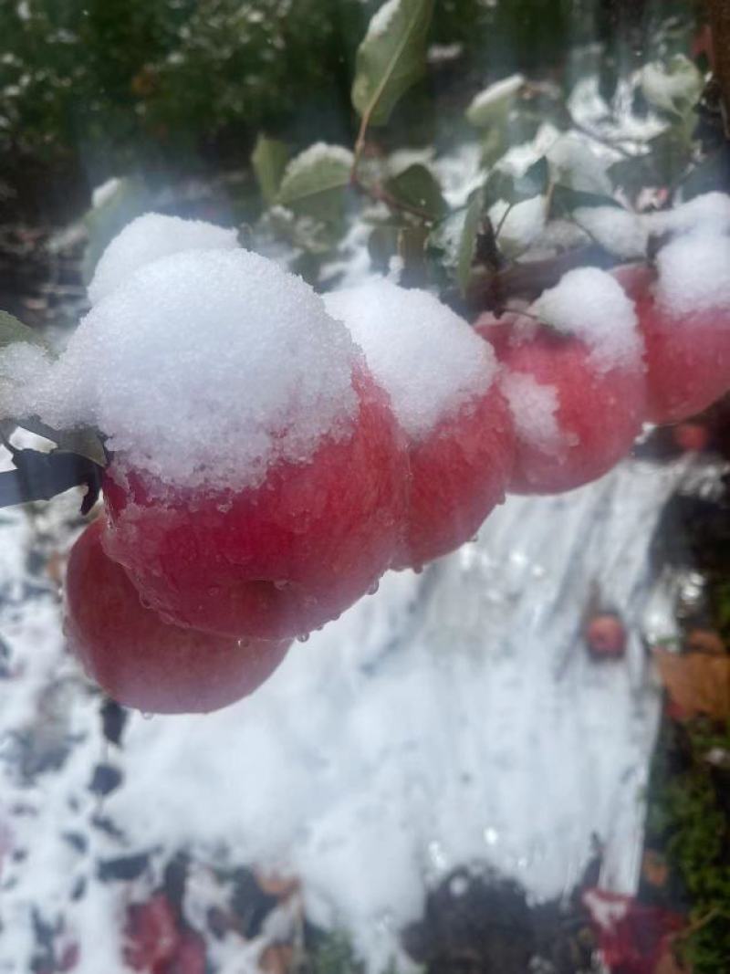 优质苹果精品寒富苹果皮毛亮果面干净产地一手