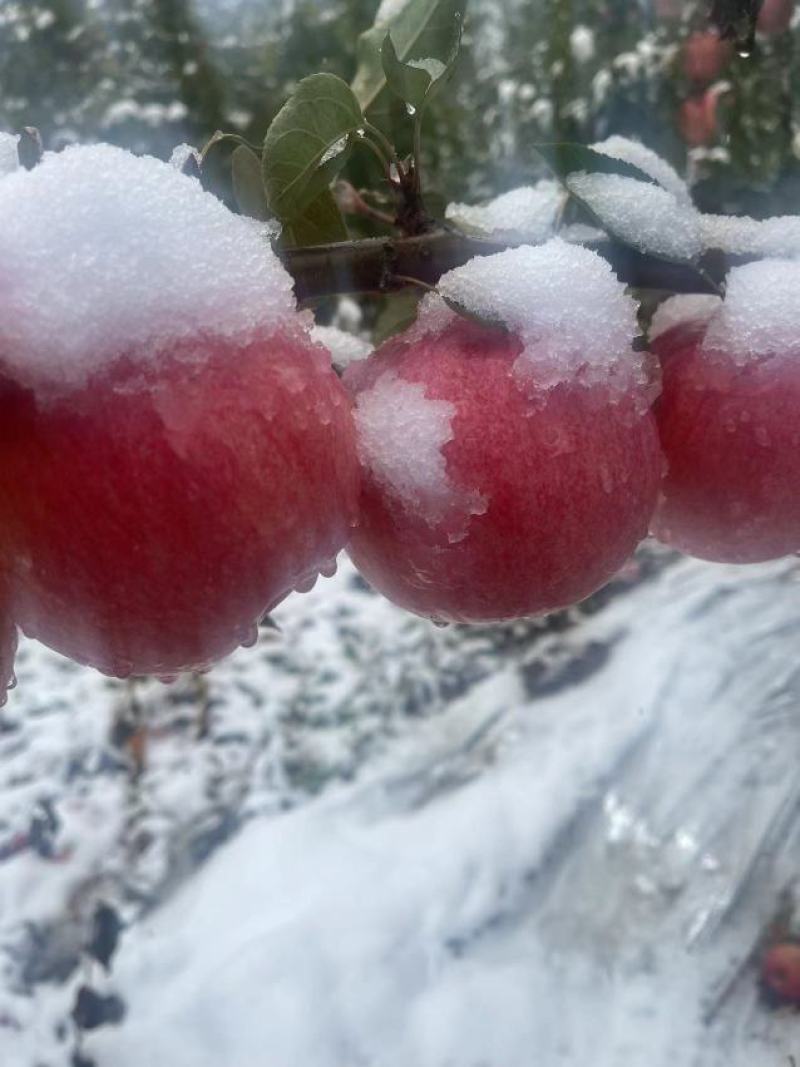 优质苹果精品寒富苹果皮毛亮果面干净产地一手