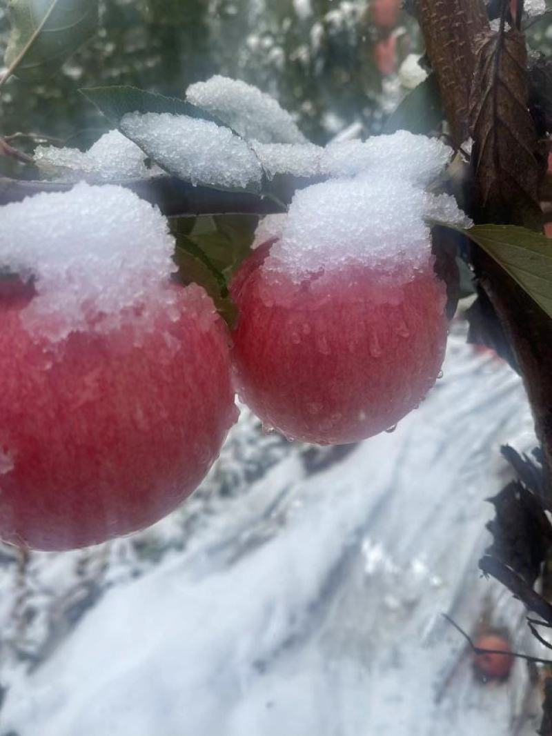 优质苹果精品寒富苹果皮毛亮果面干净产地一手