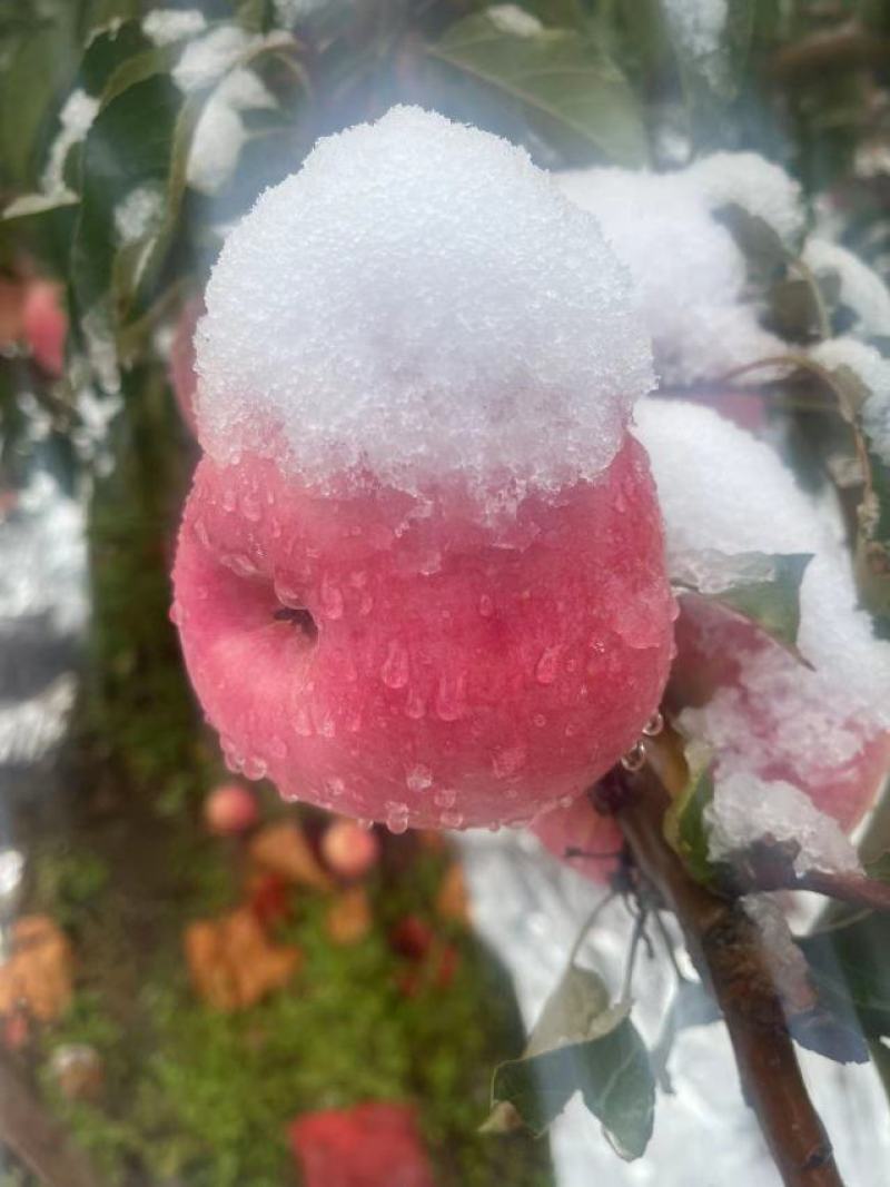 优质苹果精品寒富苹果皮毛亮果面干净产地一手