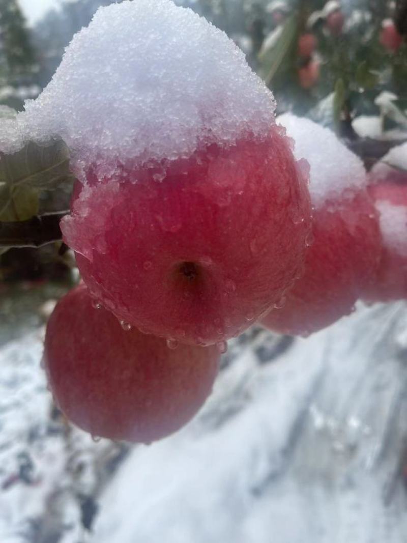 优质苹果精品寒富苹果皮毛亮果面干净产地一手