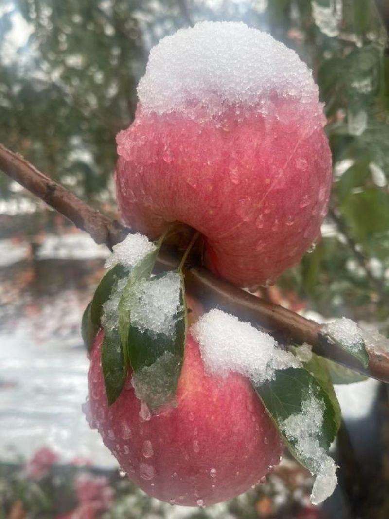 优质苹果精品寒富苹果皮毛亮果面干净产地一手