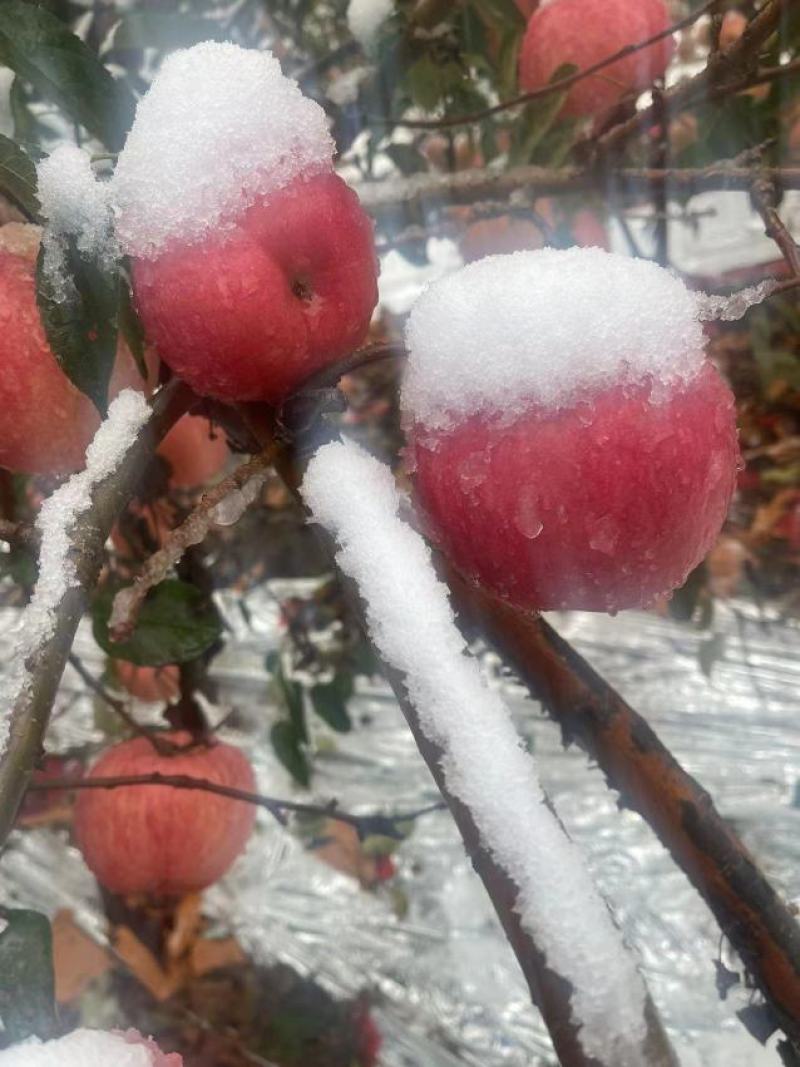 优质苹果精品寒富苹果皮毛亮果面干净产地一手